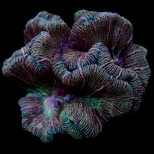 Multicolor Trachyphyllia