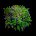 Octo spawn vert ( tete)