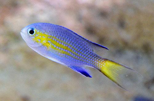 Vanderbilt Chromis