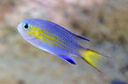 Vanderbilt Chromis