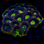 Crown of Jewels Dragon Soul Favite Colony