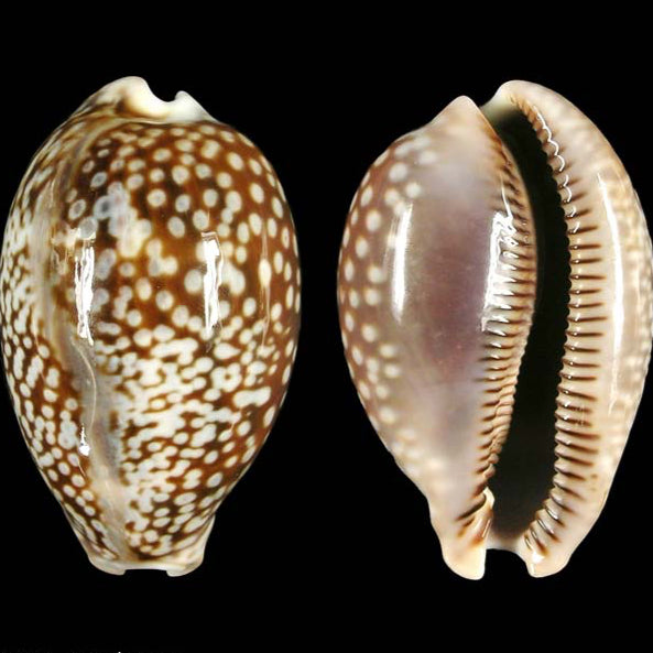 Cowrie Snail - Cypraea Cervus | Escargot Marin Élégant et Utile pour Aquariums