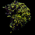 Wall Hammer Colony