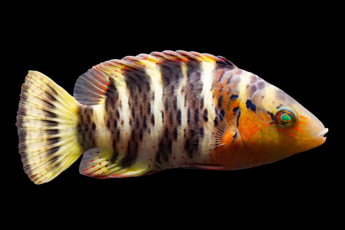 Red Breasted Maori Wrasse