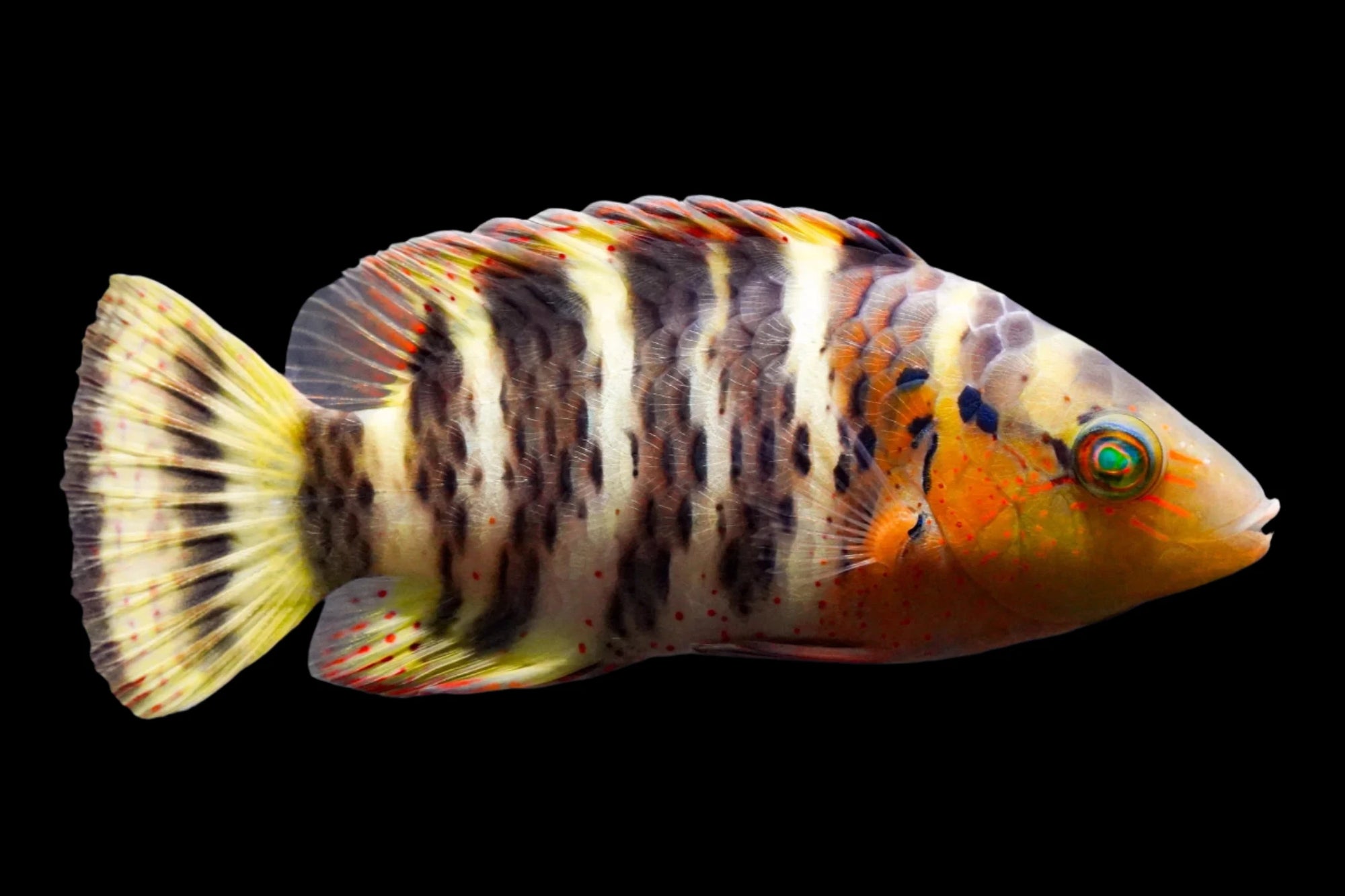 Red Breasted Maori Wrasse