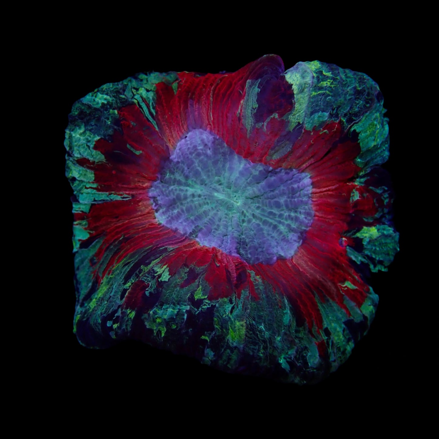 Multicolor Trachyphyllia