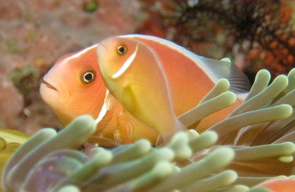 Pink Skunk Clownfish