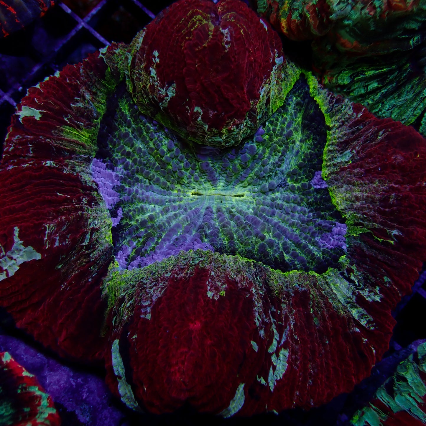 Multicolor Trachyphyllia