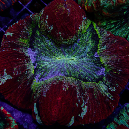 Multicolor Trachyphyllia