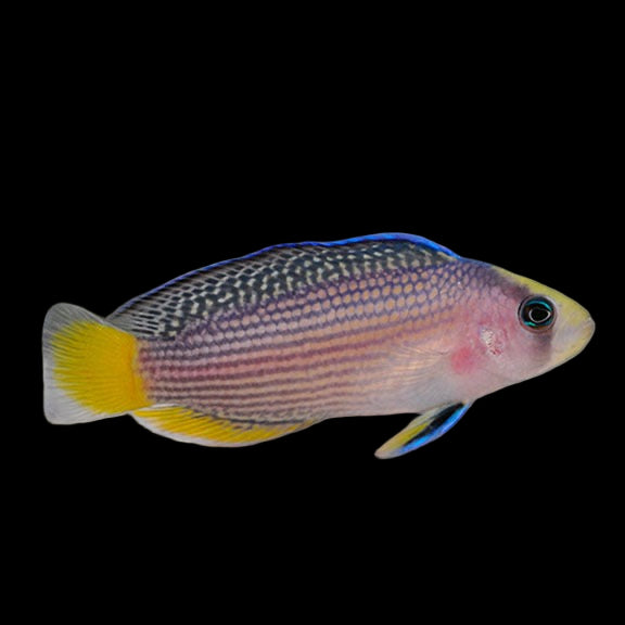 Splendid Dottyback (Manonichthys splendens) Captive Bred