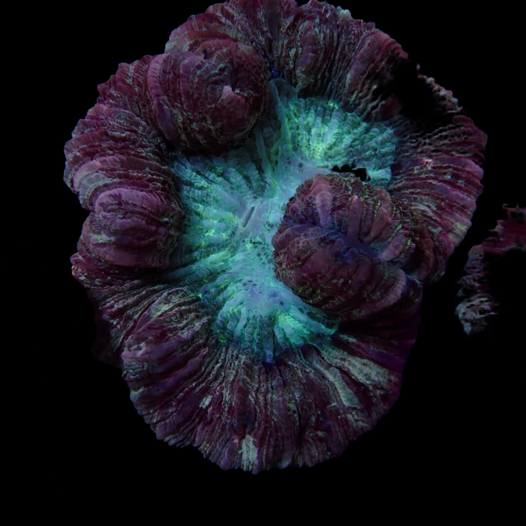 Multicolor Trachyphyllia