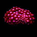 Cherry Puffs Anemone