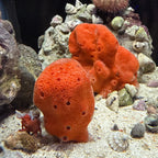 Cinachyra sp. - Ball Sponge