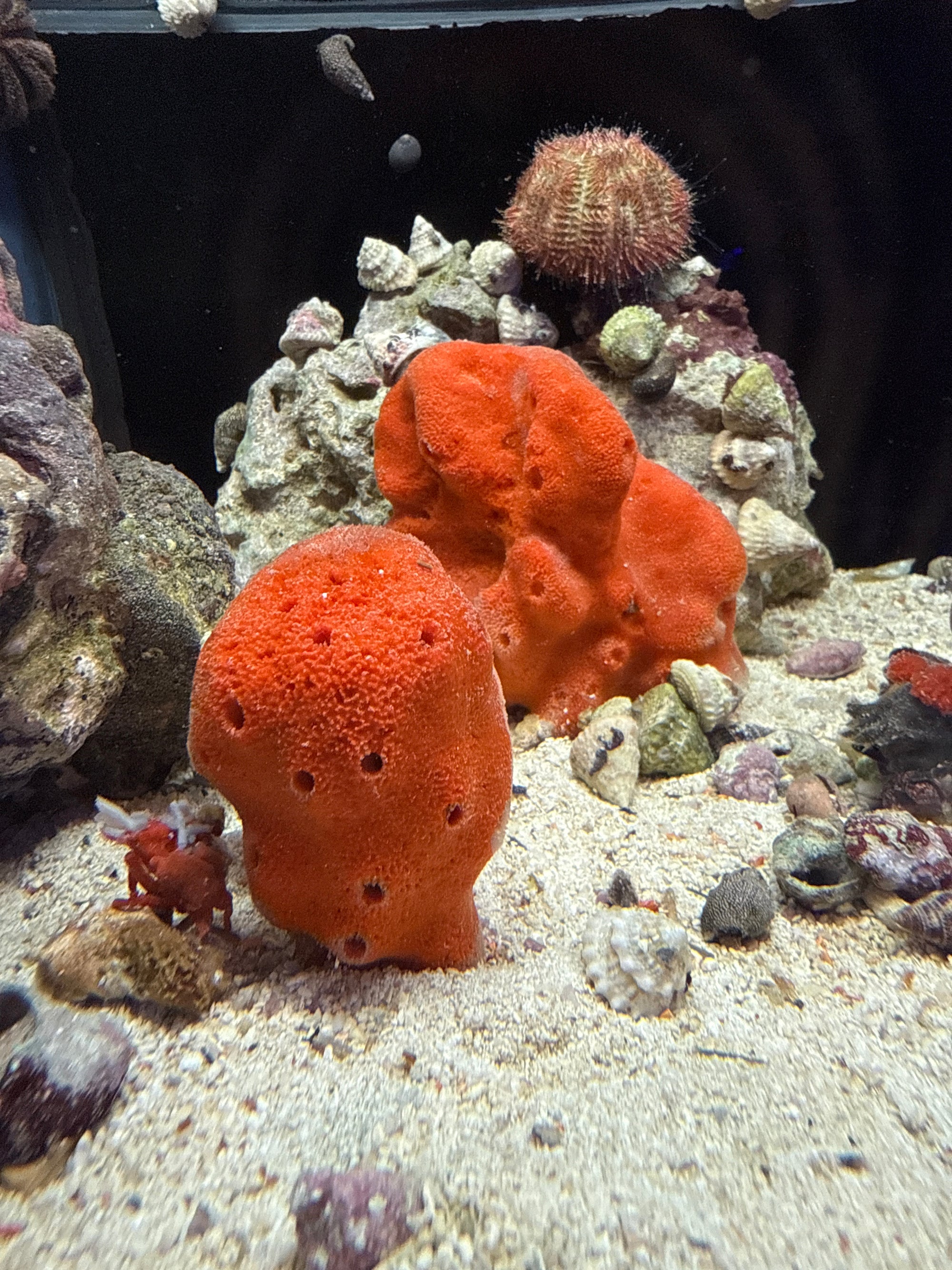 Cinachyra sp. - Ball Sponge