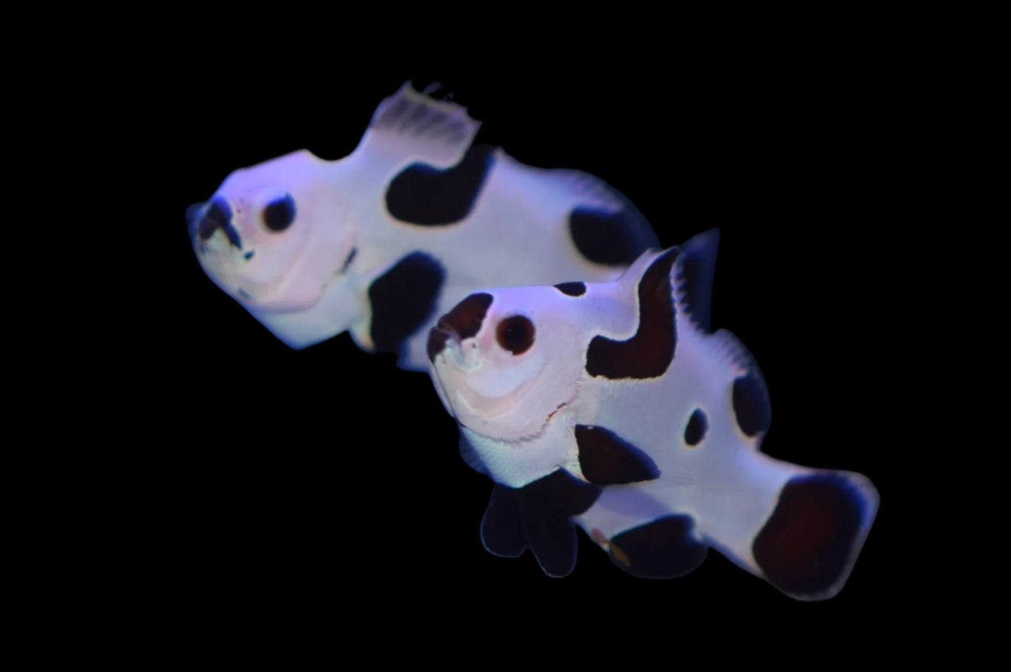 Black Storm Clownfish