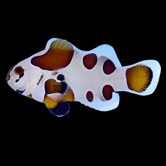 Mocha Storm Clownfish