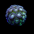 Gionopora Ultra frag