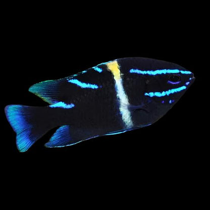 Neon Velvet Damsel Paraglyphidodon oxyodon