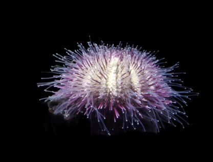 Lytechinus variegatus (Pincushion Urchin) Oursin