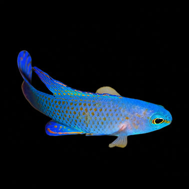 Assessor Basslet-Randall's Assessor - Assessor randalli