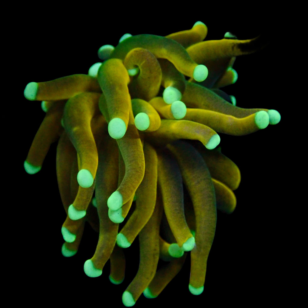 Tiger Neon Tip Gold Torch par tete