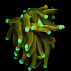 Tiger Neon Tip Gold Torch par tete