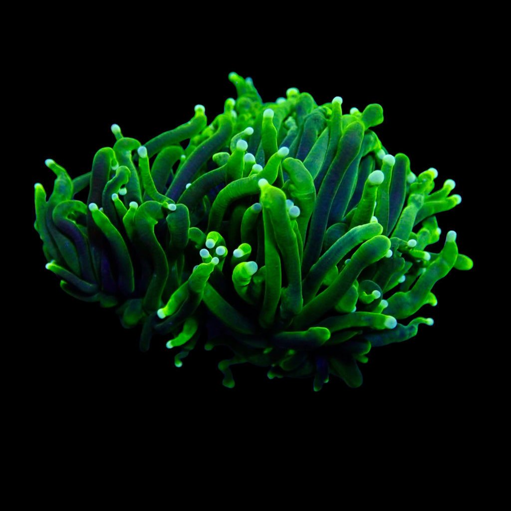 Australian Green Torch Colony