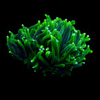 Australian Green Torch Colony