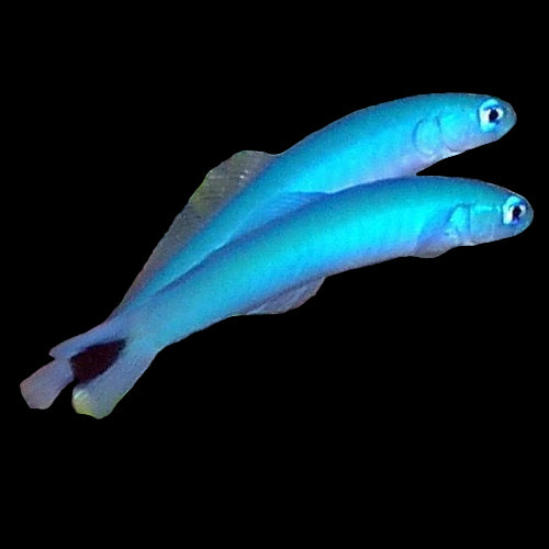 Blue Gudeon Goby ( Ptereleotris Heteroptera )