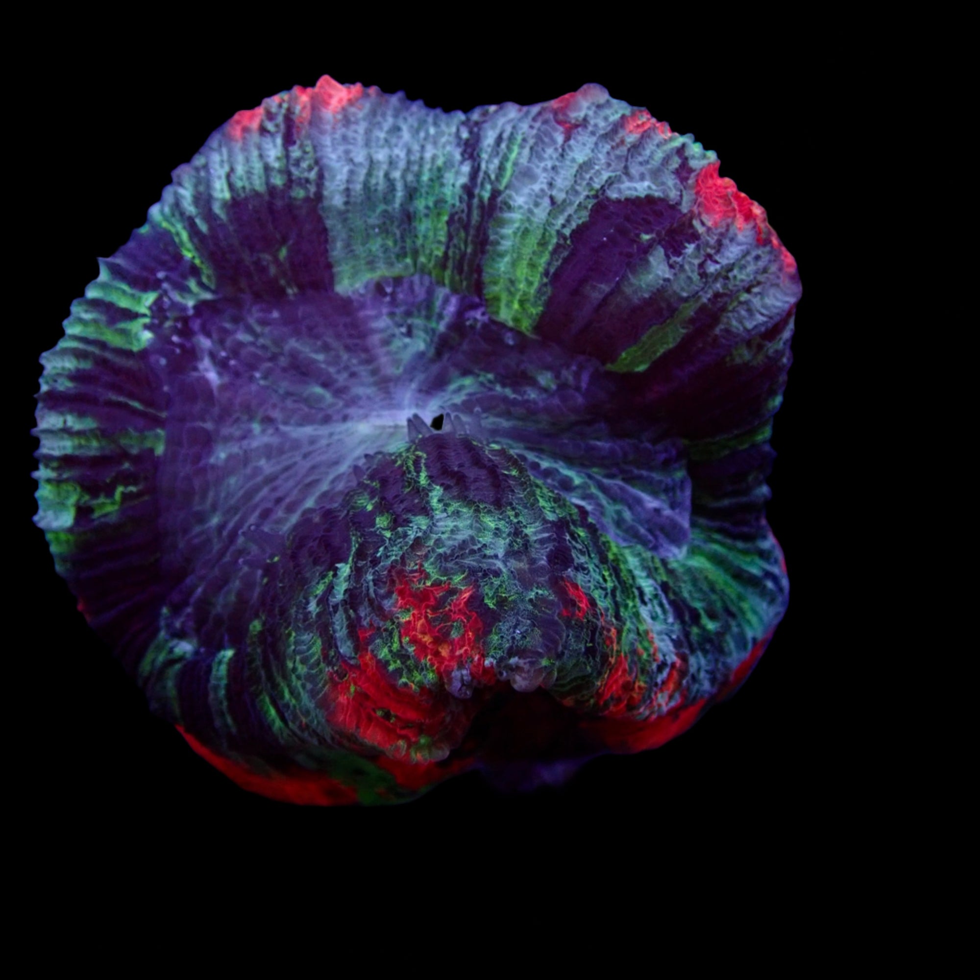 Multicolor Trachyphyllia