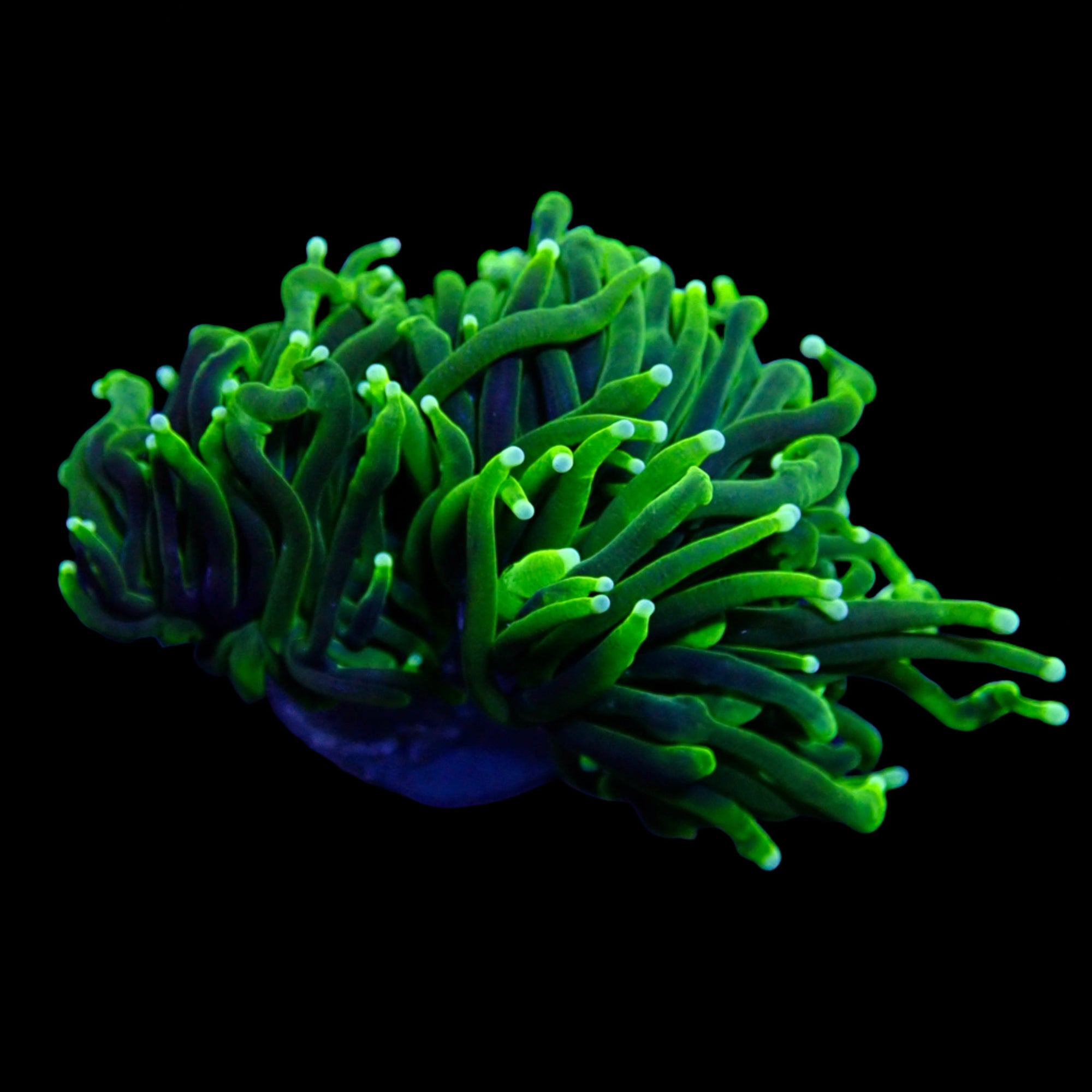 Australian Green Torch Colony