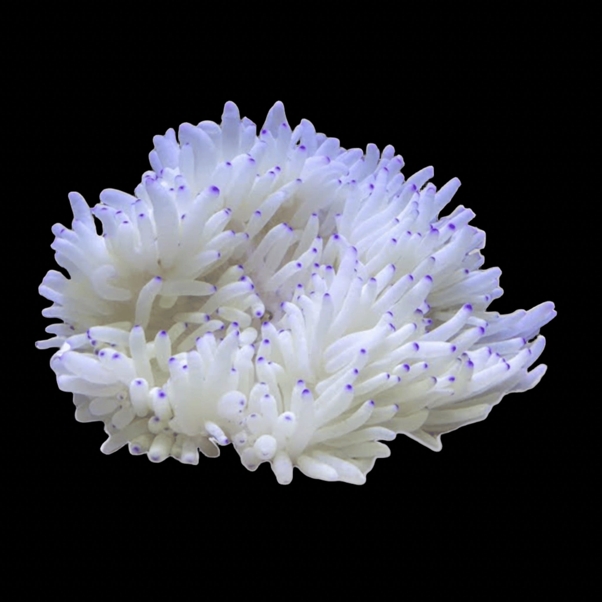 Purple Tipped Sebae Anemone- Heteractis crispa Anemones – Aquarium ...