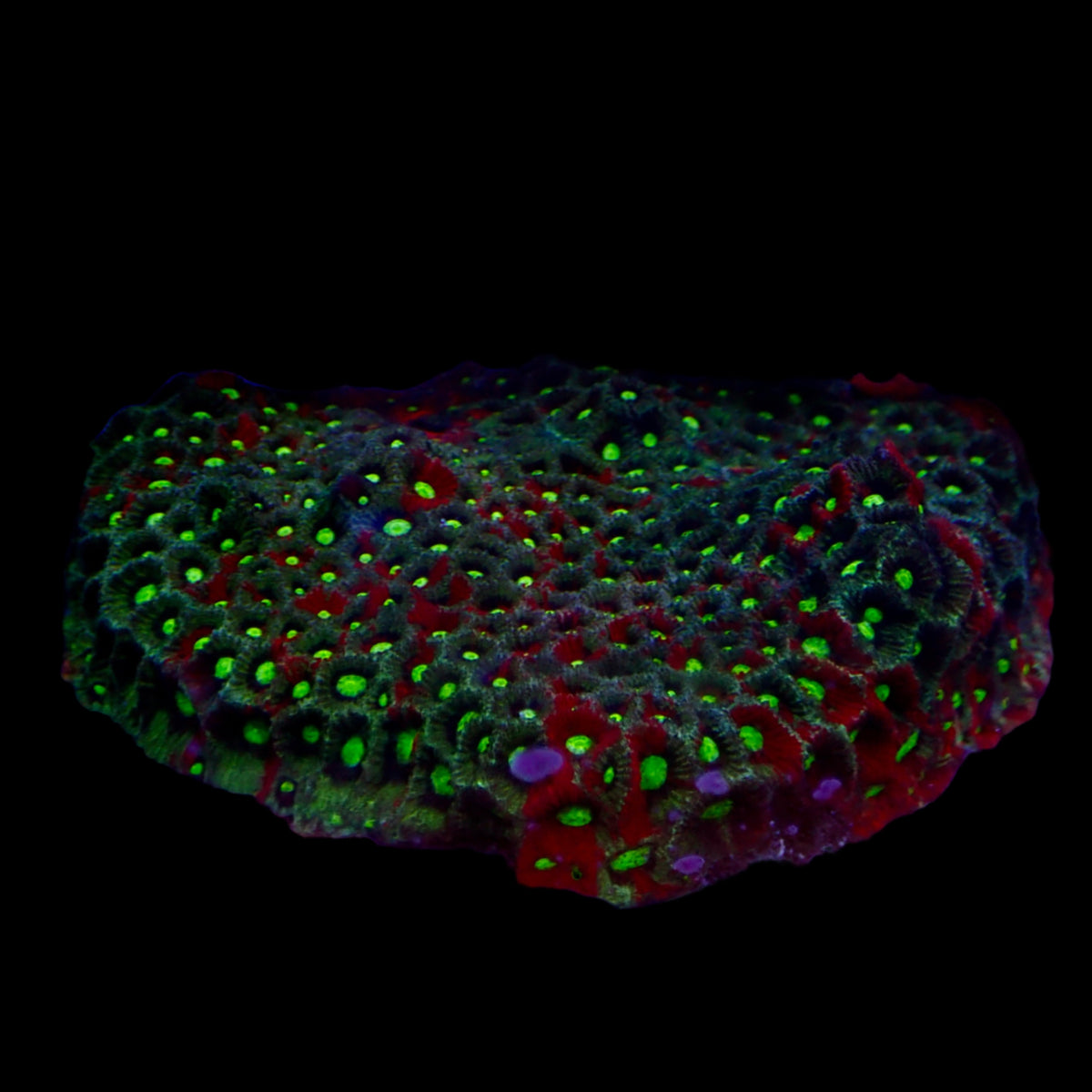 Ultra War Favite Coral Colony