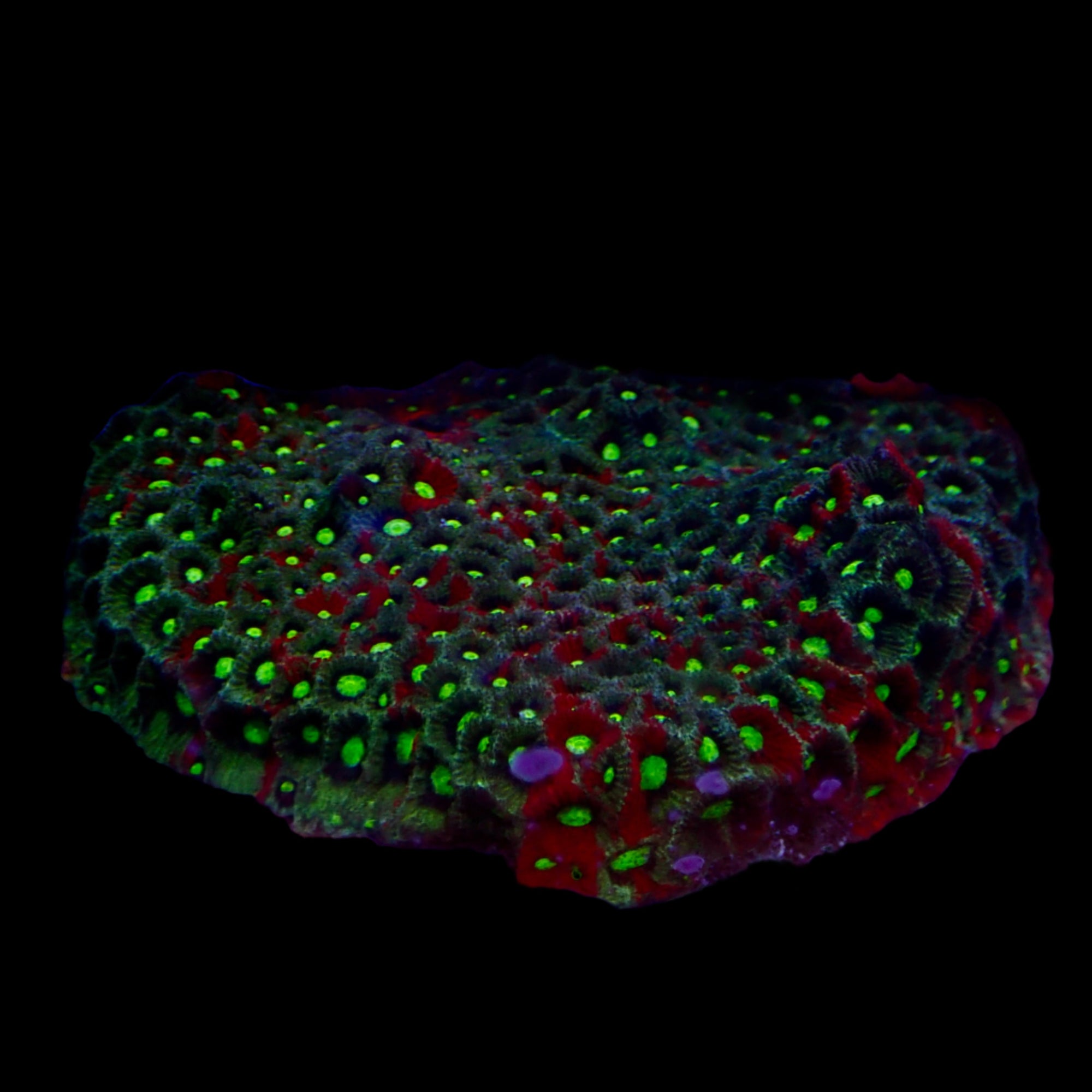 Ultra War Favite Coral Colony