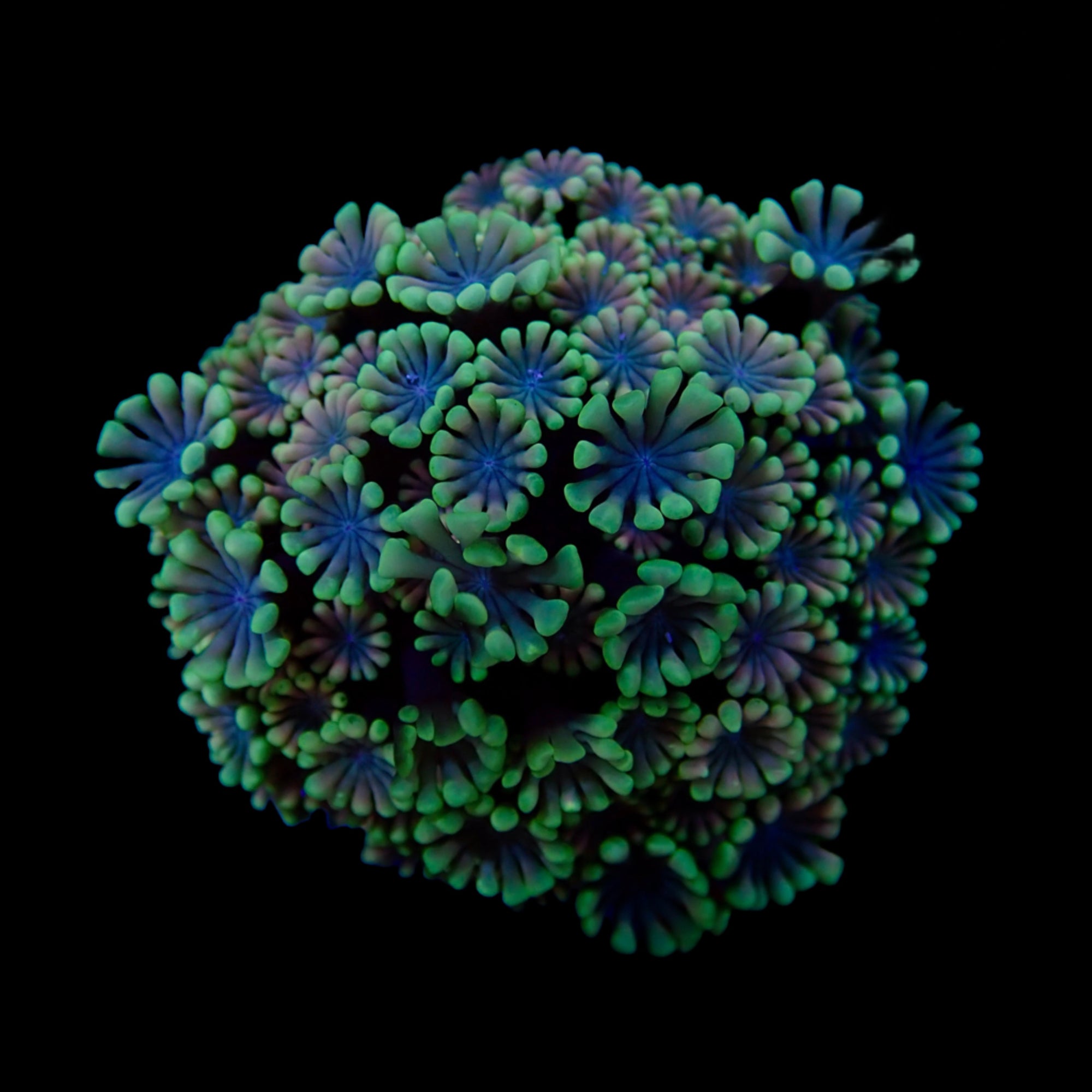 Gionopora Ultra