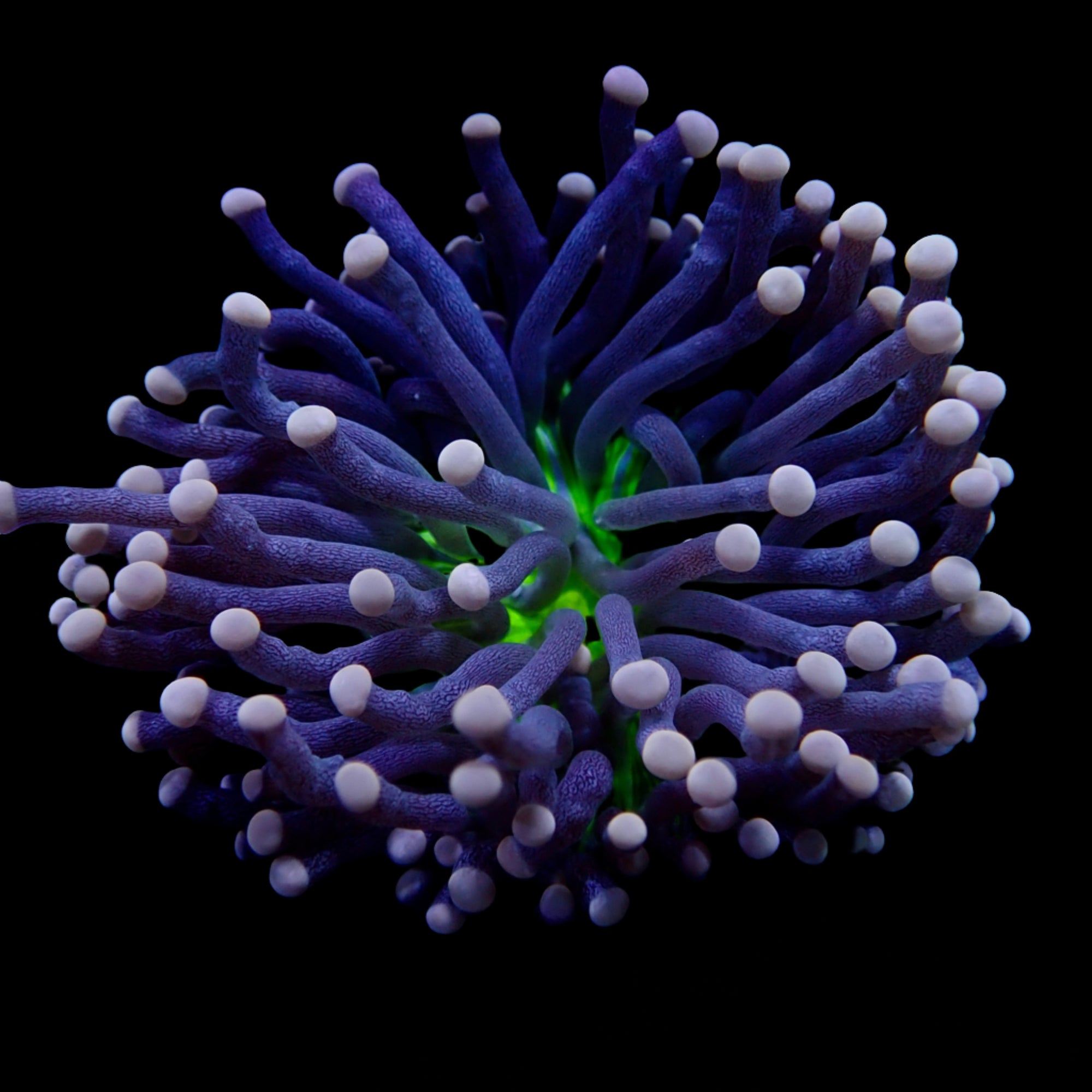Australian Joker Torch Euphyllia glabrescens