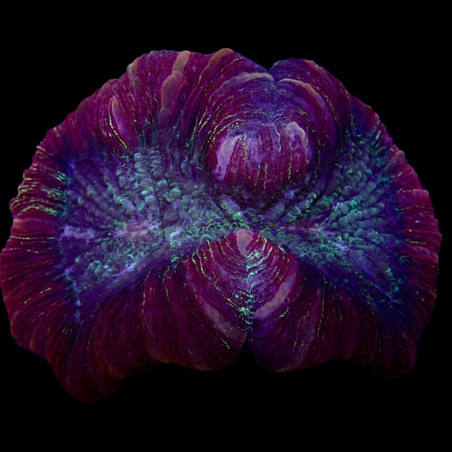 Multicolor Trachyphyllia