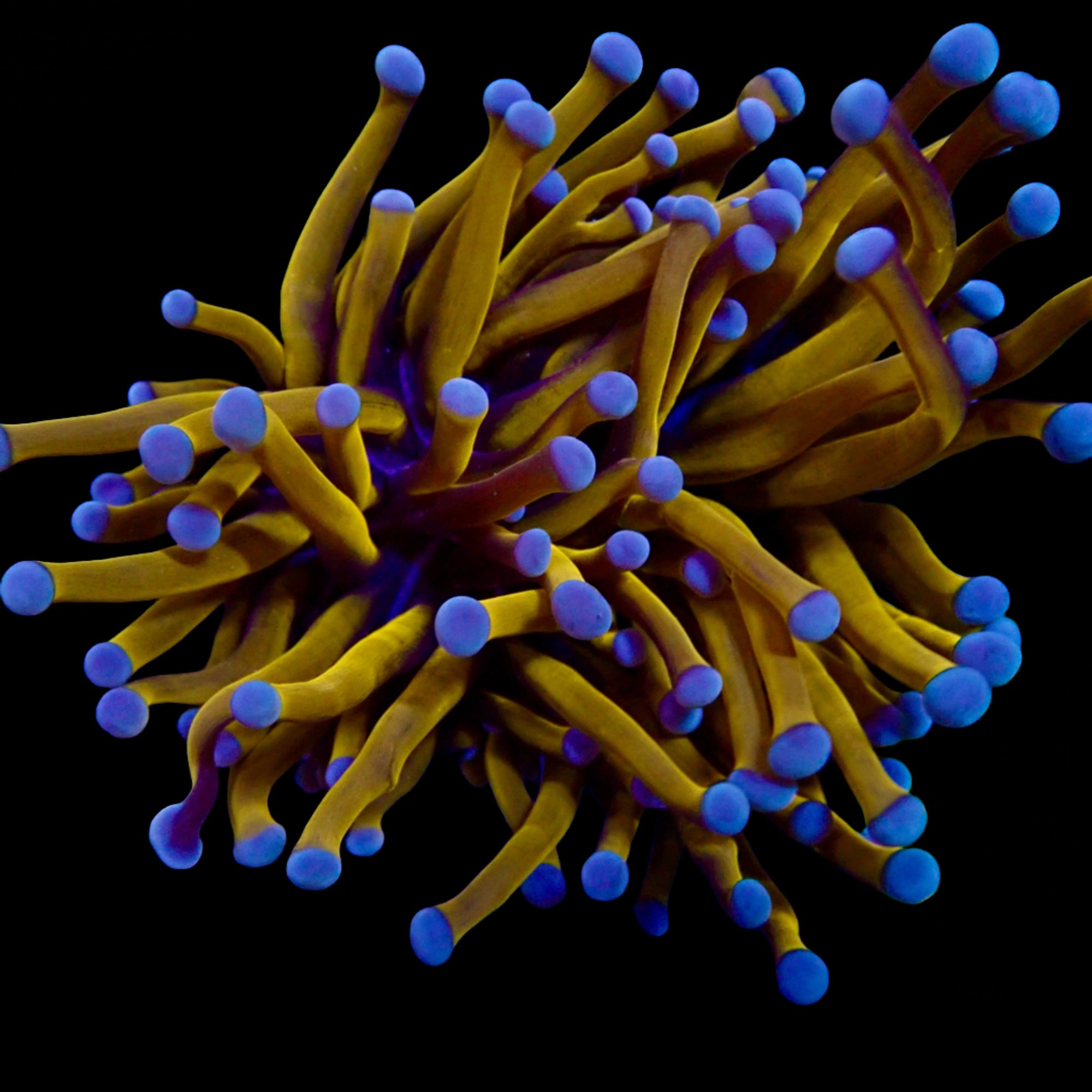 Euphyllia glabrescens Australian Banana Gold Torch - Corail LPS Premium