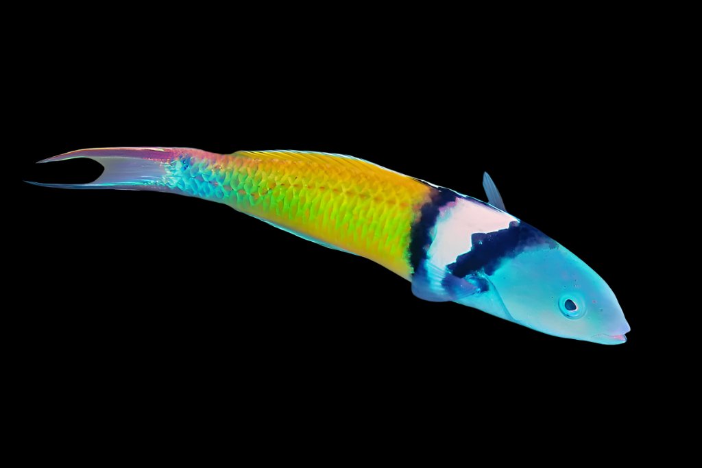 Thalassoma bifasciatum (Bluehead Wrasse)