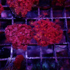 Goniopora Tentacule Court Frag