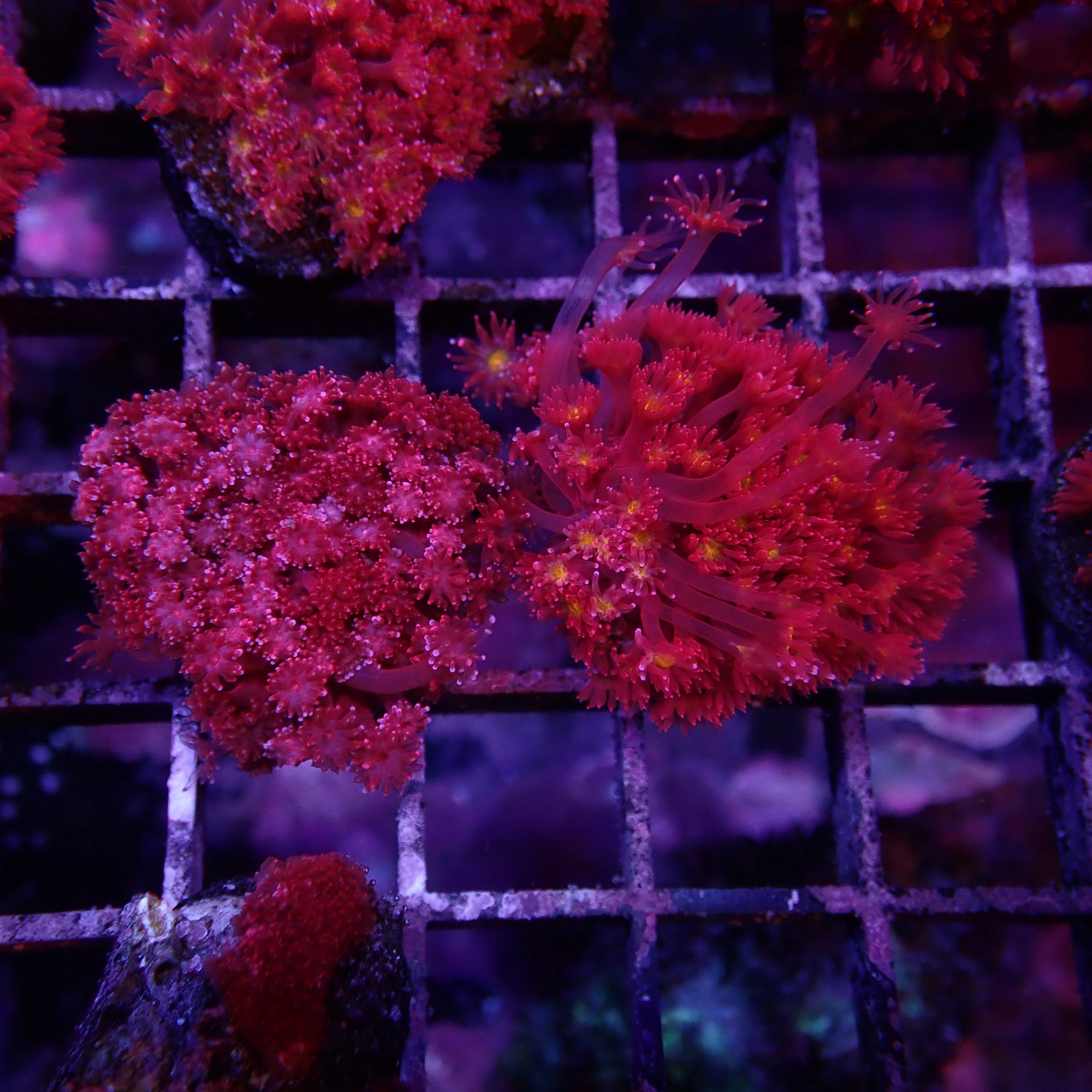 Goniopora Tentacule Court Frag