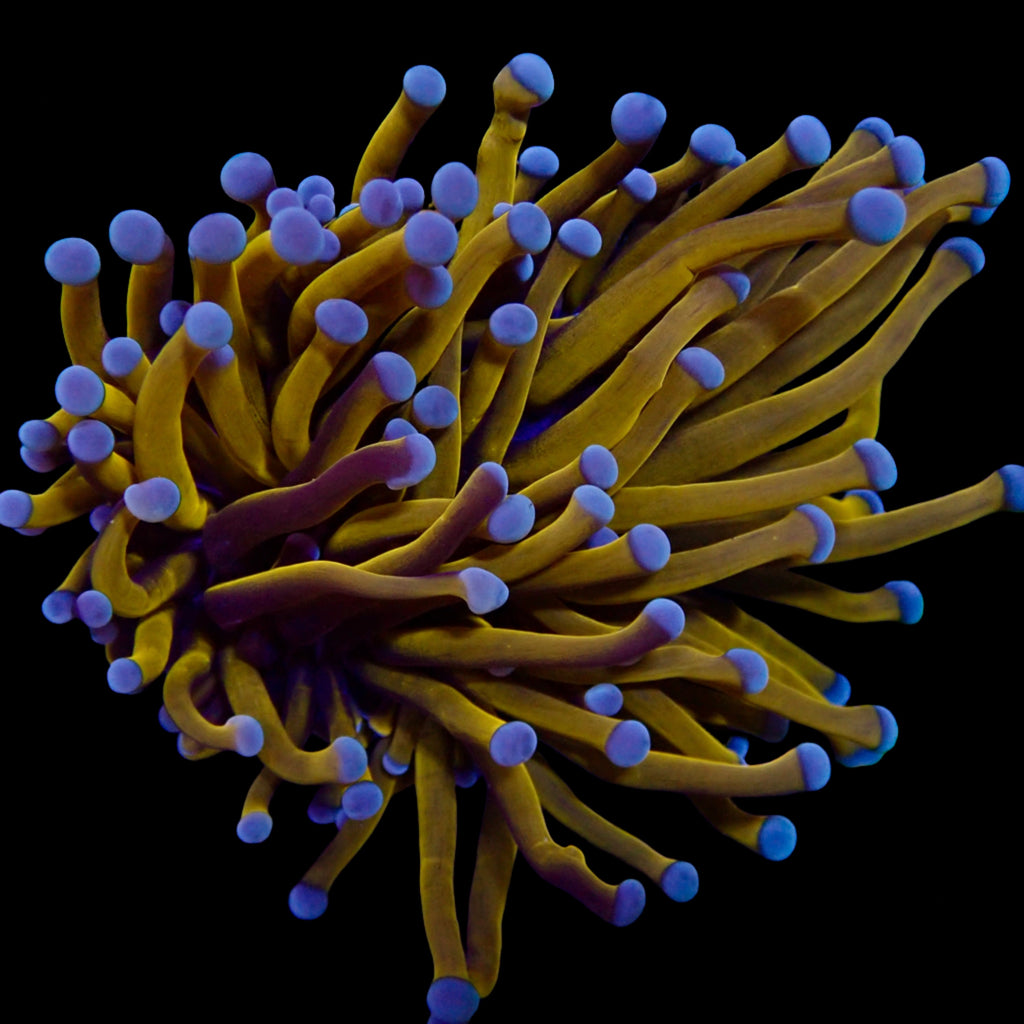 Euphyllia glabrescens Australian Banana Gold Torch - Corail LPS Premium