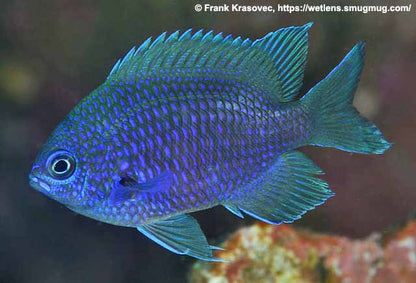 Chromis scotti (Purple Damsel) | Demoiselle Paisible et Colorée pour Aquarium Récifal