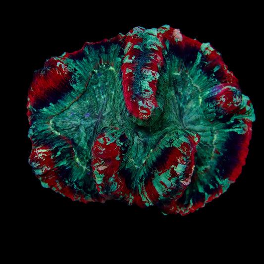 Multicolor Rose Brain