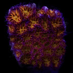 Spellbound Cyphastrea frag