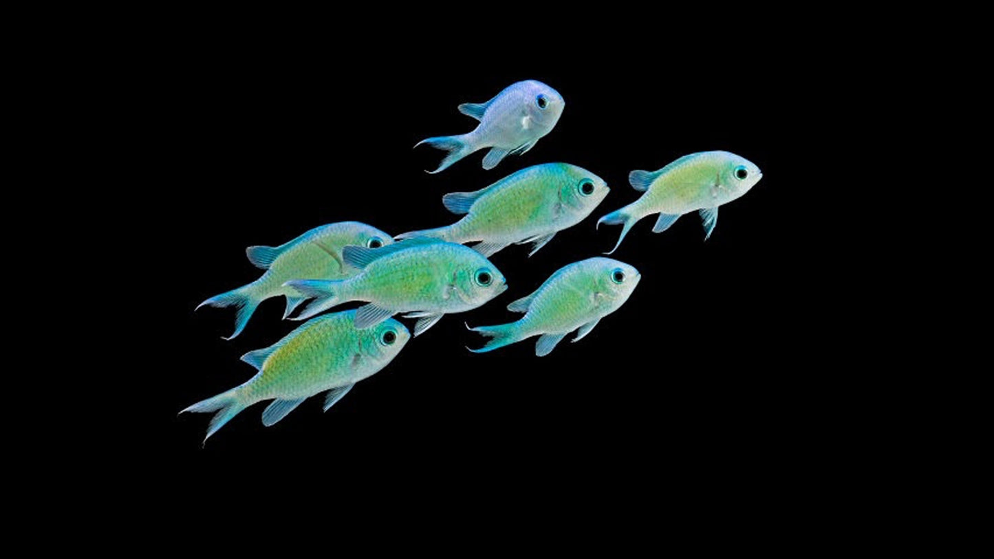 Chromis viridis (Green Chromis)