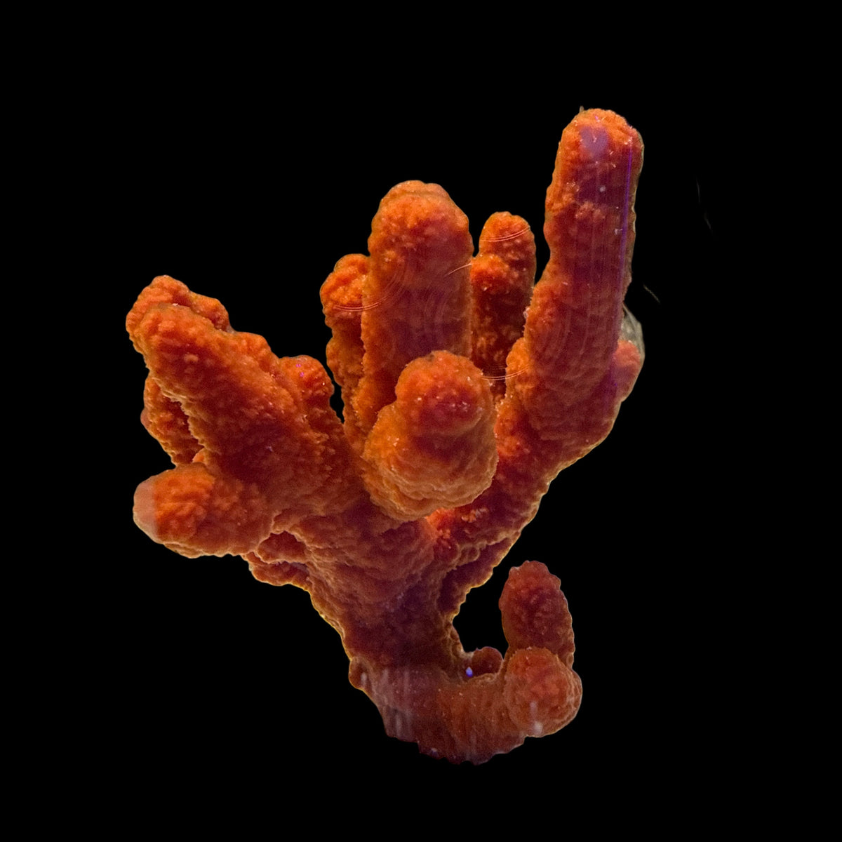 Ptilocaulis sp - Finger Sponges Red