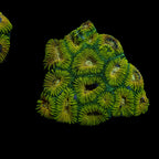 Ultra Favia Life Saver