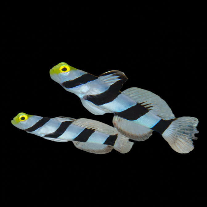 STONOGOBIOPS XANTHORHINICA ( Yellow Nose Prawn Goby )