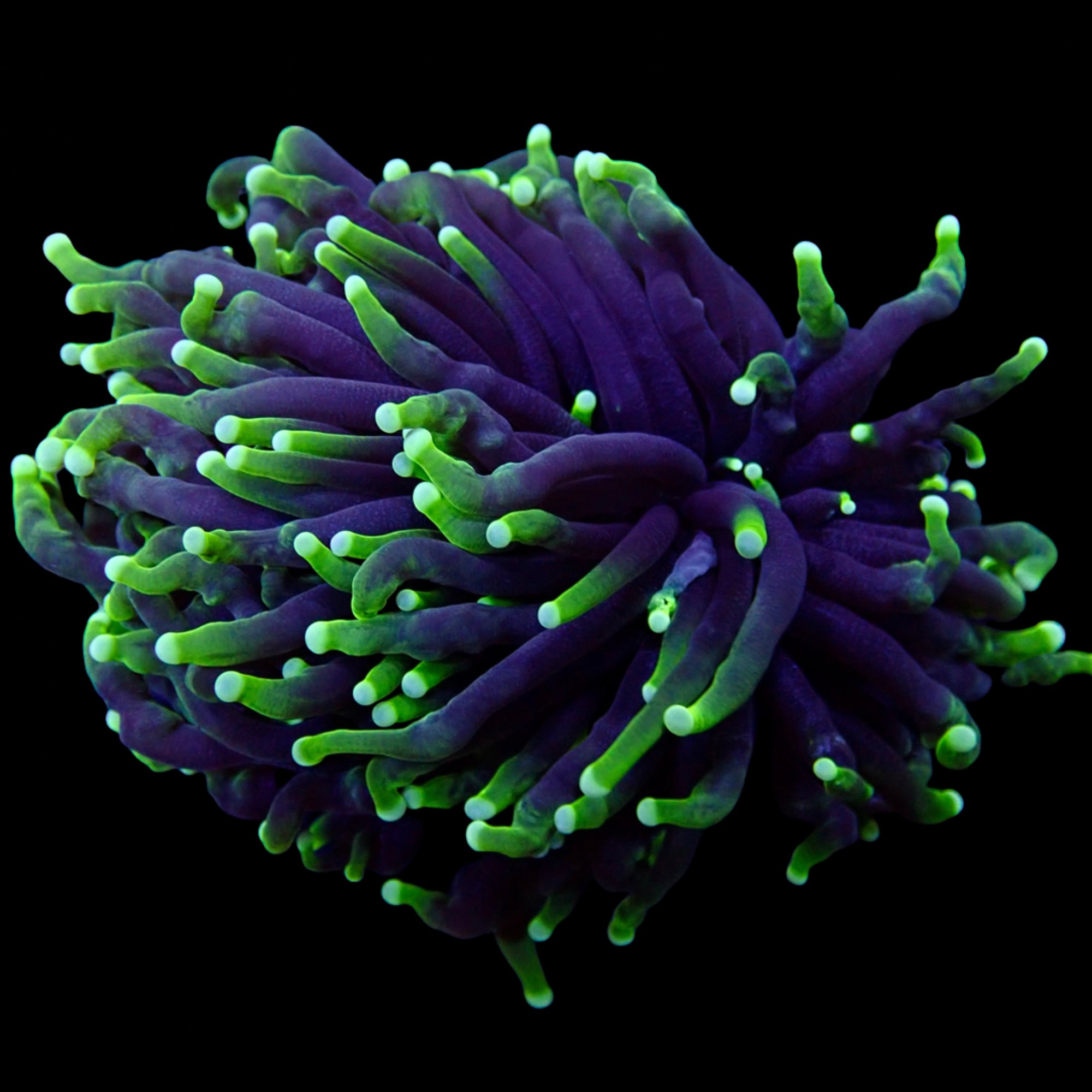 Australian Toxic Green Torch Colony